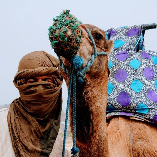 un camello con su beduino en el desierto de marruecos