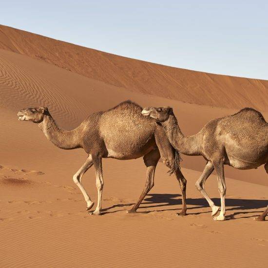 los camellos en el desierto de marruecos