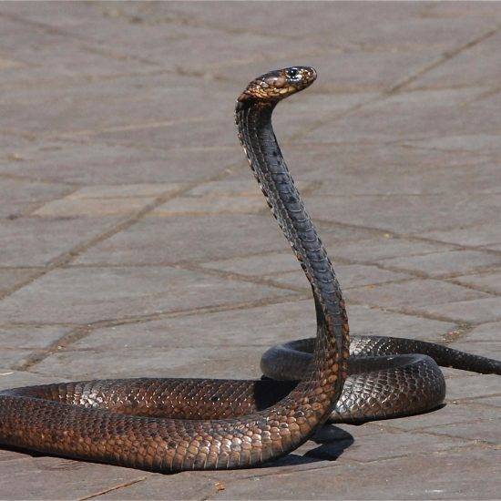 un show de una serpiente en la plaza de jamaa el fna marruecos