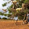 ovejas escalando arbol de argan camino essaouira